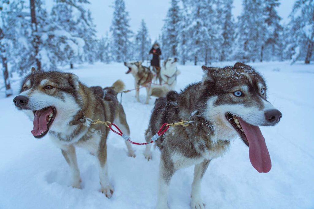 activité insolite hiver 2024 balade chien de traineau